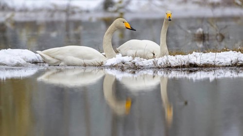 Whooper Swan