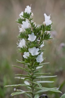 Viper's bugloss