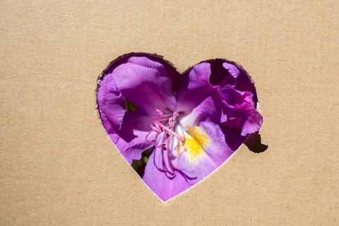 Flowers seen through heart shape cut out of cardboard