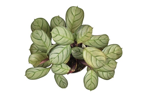 Top view of tropical 'Ctenanthe Burle Marxii Amagris' houseplant with dark green vein pattern isolated on white background