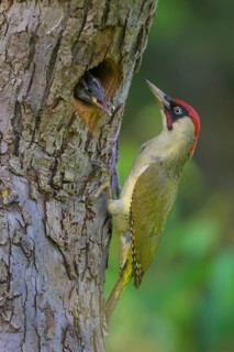 European green woodpecker