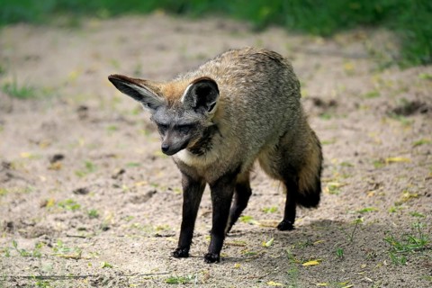 Bat-eared fox