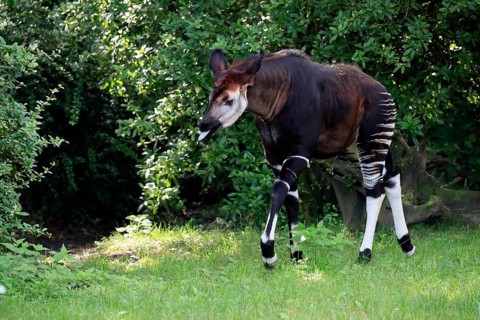 Okapi