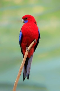 Crimson rosella