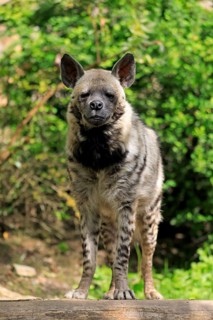 Striped hyena