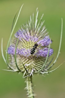 Umbel spring hoverfly