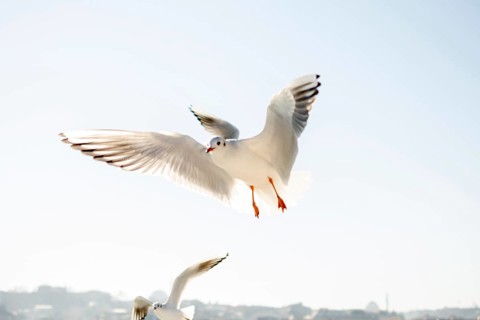 Pair of seagulls flying in the sky background