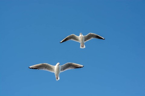 Pair of seagulls flying in the sky background