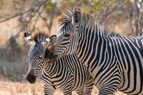 Plains Zebra of the subspecies crawshay's zebra