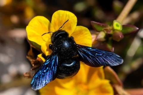 A violet carpenter bee