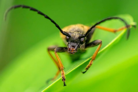 Red longhorn beetle