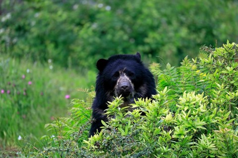 Spectacled bear