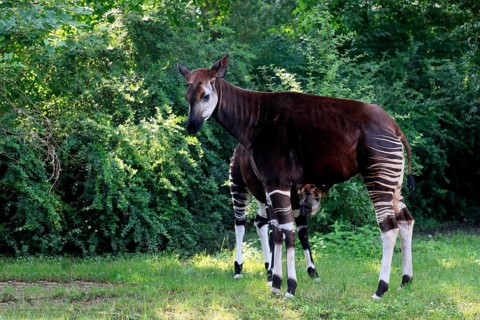 Okapi