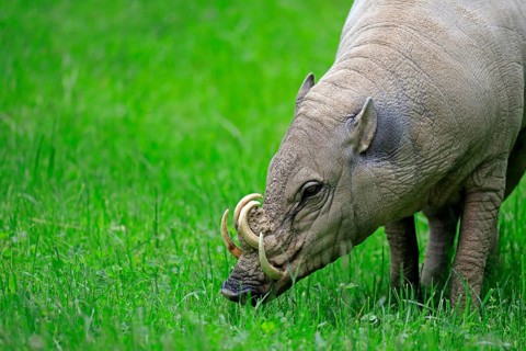 North sulawesi babirusa