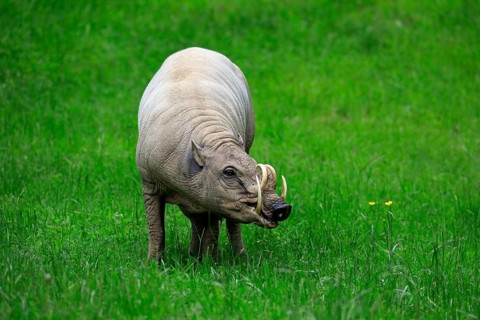 North sulawesi babirusa