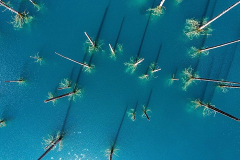 Aerial of the Kaindy lake with its dead trees