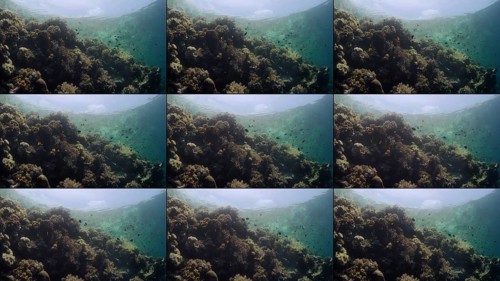 Tracking shot over an intact coral reef