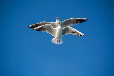 Pair of seagulls flying in blue a sky background