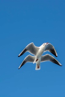 Pair of seagulls flying in the sky background