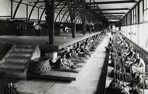 Indian workers sorting tobacco leaves under the supervision of Europeans in a fermentation shed in Sumatra