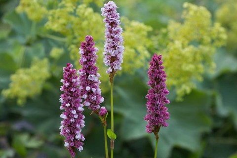 Meadow bistort