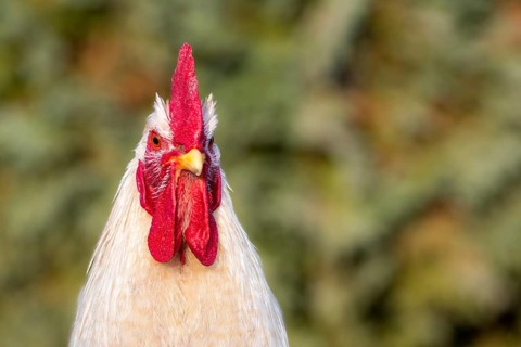 Portrait of a white free range rooster
