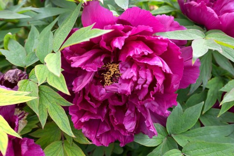 Flower peonies