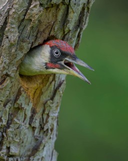 European green woodpecker