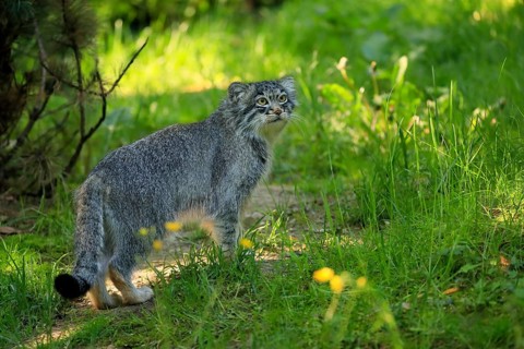Manul