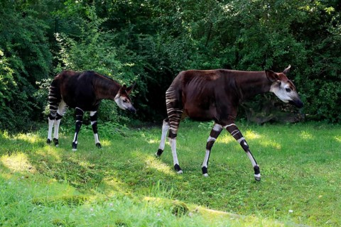 Okapi