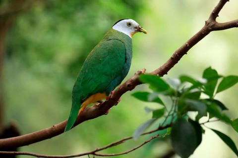 Black-naped Fruit Dove