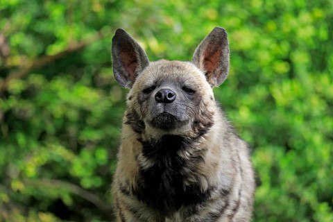Striped hyena