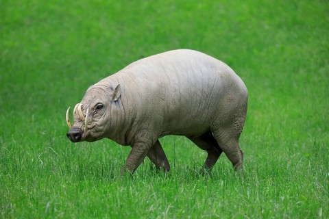 North sulawesi babirusa