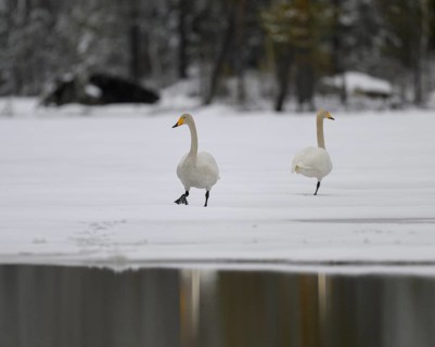 Whooper Swan