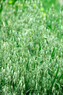 Seed oats