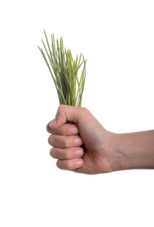 Child holding a bunch of grass in hand on a white background