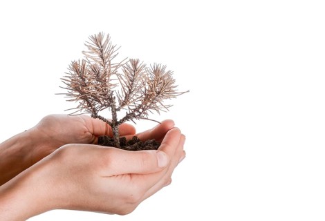 Hand holding a dead tree in hand in a handful soil on a white background
