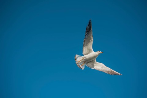 Pair of seagulls flying in blue a sky background
