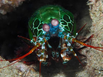 Peacock mantis shrimp