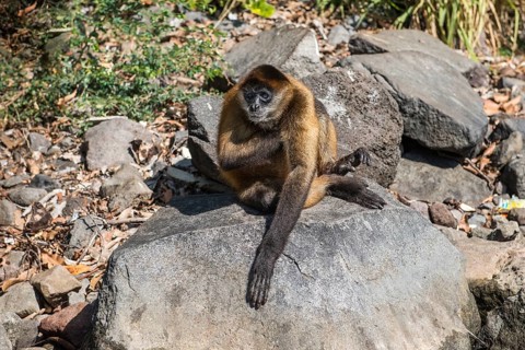 Spider monkey