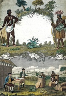 A tobacco plantation with workers