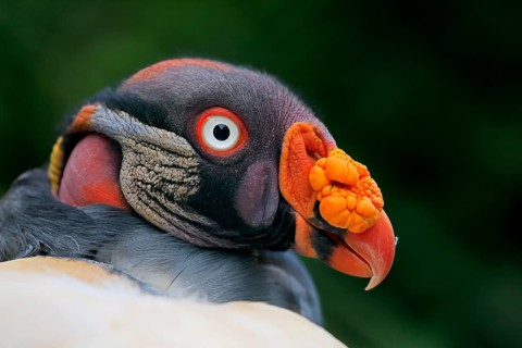 King Vulture