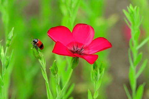 Ants- sac beetle