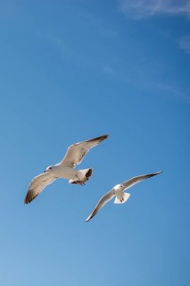 Pair of seagulls are flying in sky over the sea waters