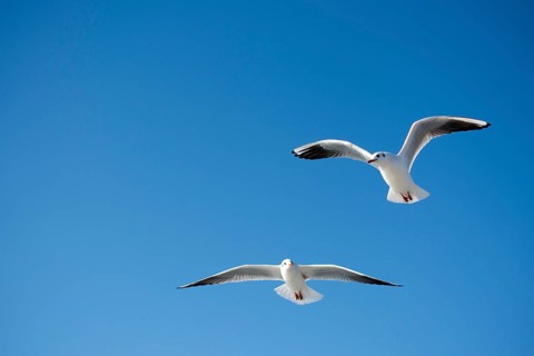 Pair of seagulls flying in the sky background