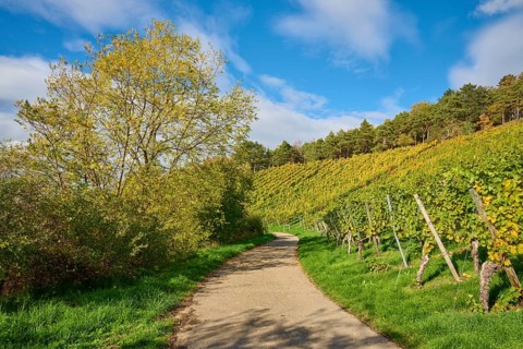 Path