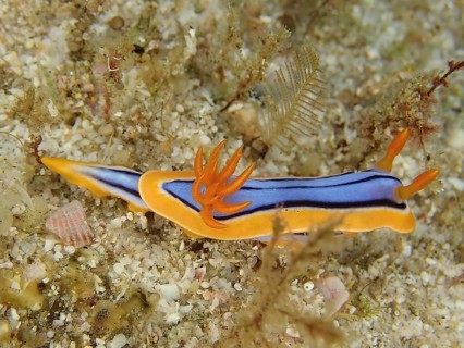 Hamiltons Chromodoris