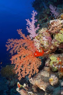 Hemprich's tree coral