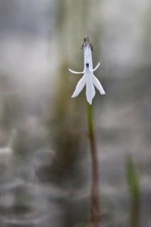 Water lobelia
