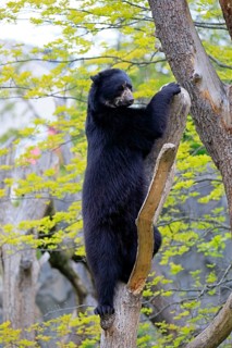 Spectacled bear
